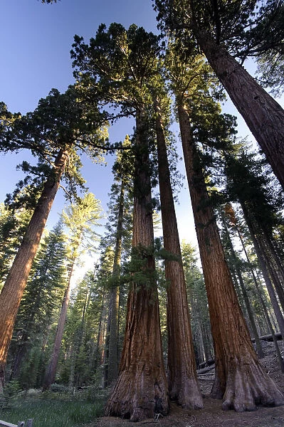 USA, California, Yosemite National Park, Mariposa Grove, Bachelor and Three Graces