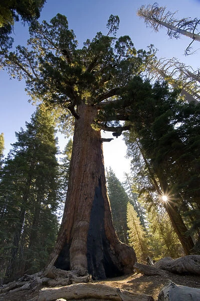 USA, California, Yosemite National Park, Mariposa Grove, Giant Grizzly Sequoia