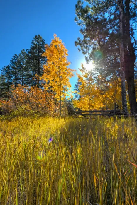 Framed Print : USA, Colorado, Animas River Valley north of Durango near Haviland Lake, Autumn Foliage Framed Print : USA, Colorado, Animas River Valley north of Durango near Haviland Lake, Autumn Foliage