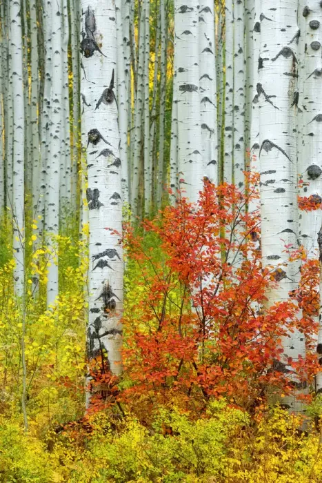 Framed Print : USA, Colorado, Aspen along McClure Pass in the Colorado Rockies Framed Print : USA, Colorado, Aspen along McClure Pass in the Colorado Rockies