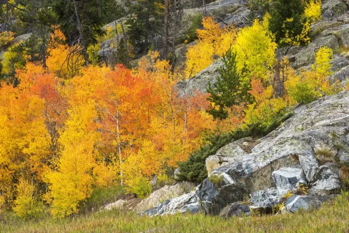 Framed Print : USA, Colorado, Frisco, autumn foliage