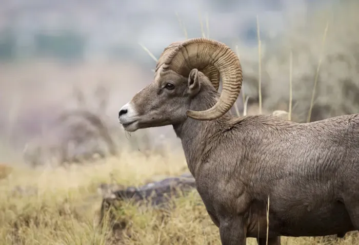 Framed Print : USA, Colorado, Mesa County, Bighorn Sheep (Ovis canadensis) in the Colorado National Framed Print : USA, Colorado, Mesa County, Bighorn Sheep (Ovis canadensis) in the Colorado National