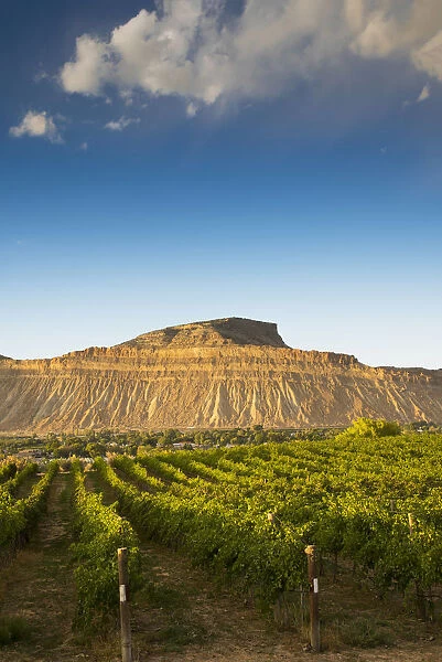 USA, Colorado, Mesa County, Town Of Palisade In Western Colorado, Wine Vineyard In