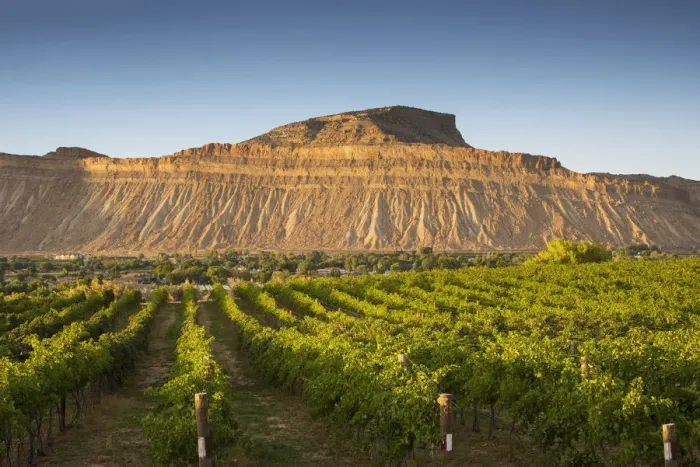Framed Print : USA, Colorado, Mesa County, Town Of Palisade In Western Colorado, Wine Vineyard In Framed Print : USA, Colorado, Mesa County, Town Of Palisade In Western Colorado, Wine Vineyard In