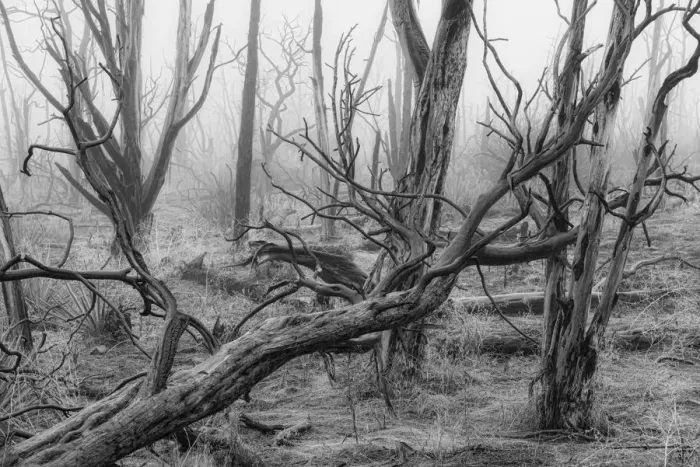 Framed Print : USA, Colorado, Mesa Verde, National Park, burnt forest in the fog Framed Print : USA, Colorado, Mesa Verde, National Park, burnt forest in the fog