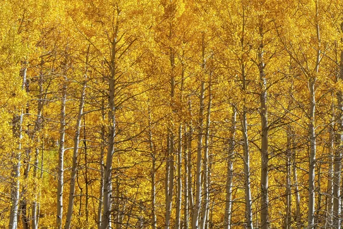 Framed Print : USA, Colorado, Million Dollar Highway between Silverton and Durango, Autumnal Foliage