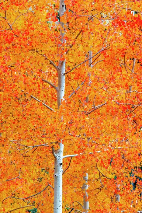 Framed Print : USA, Colorado, Million Dollar Highway between Silverton and Durango, Autumnal Foliage