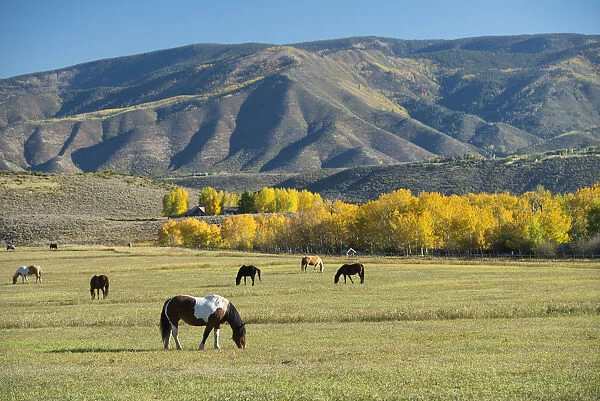 USA, Colorado, Rocky Mountains, Aspen, Horses grazing on pasture
