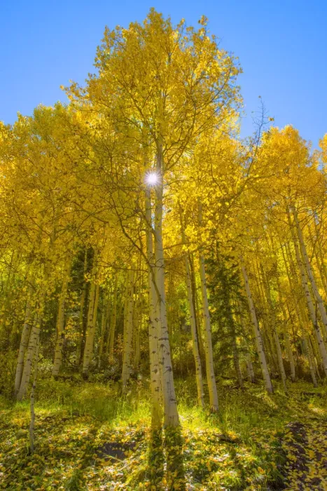 Framed Print : USA, Colorado, San Miguel County, San Juan Mountains, Telluride in Autumn Framed Print : USA, Colorado, San Miguel County, San Juan Mountains, Telluride in Autumn
