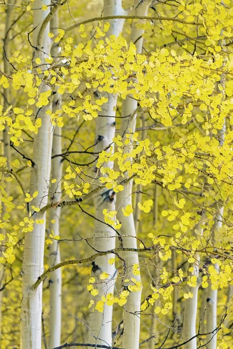 Framed Print : USA, Colorado, Telluride, Aspen trees Framed Print : USA, Colorado, Telluride, Aspen trees