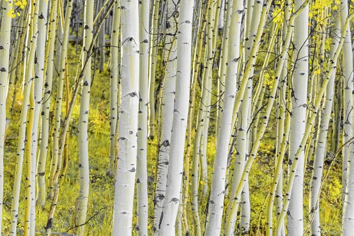 Framed Print : USA, Colorado, Telluride, Aspen trees Framed Print : USA, Colorado, Telluride, Aspen trees