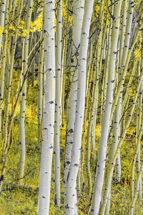 Framed Print : USA, Colorado, Telluride, Aspen trees