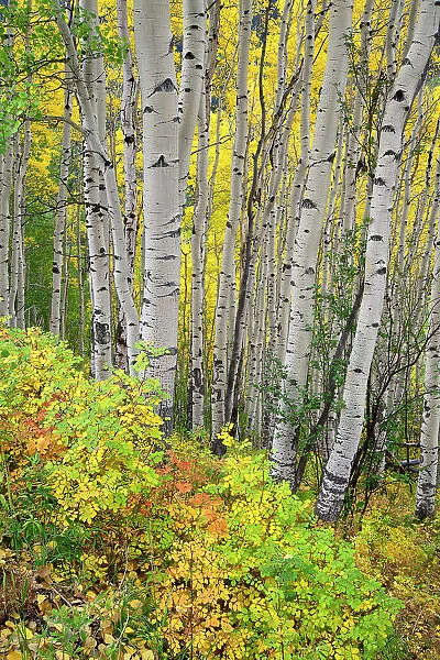 USA, Colorado, Uncompahgre National Forest, Owl Creek pass, Aspen grove