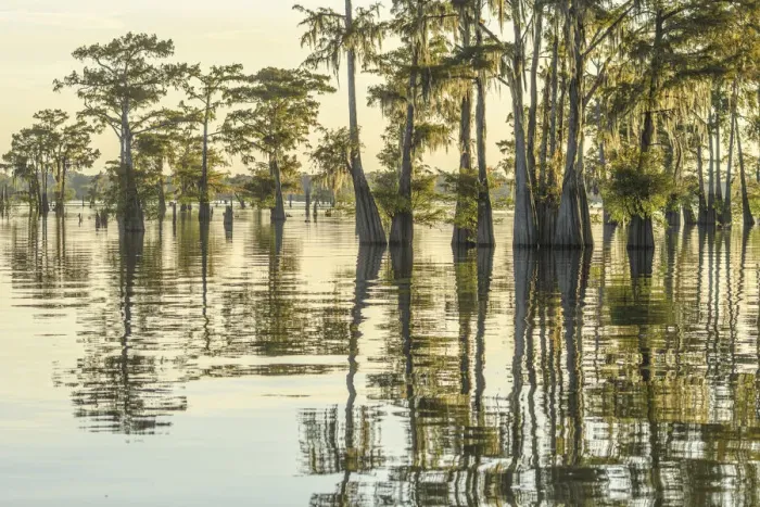 Framed Print : USA; Deep South; Louisiana, Atchafalaya Basin Framed Print : USA; Deep South; Louisiana, Atchafalaya Basin