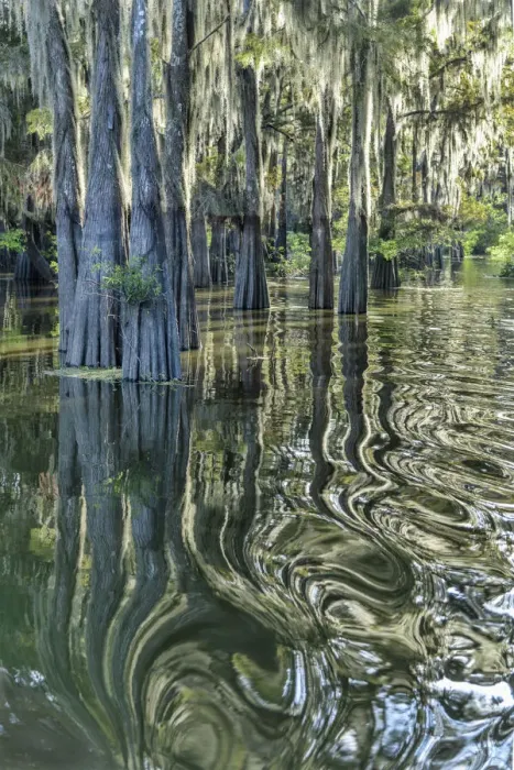 Framed Print : USA, Deep South, Louisiana, Henderson, Atchafalaya Basin Framed Print : USA, Deep South, Louisiana, Henderson, Atchafalaya Basin