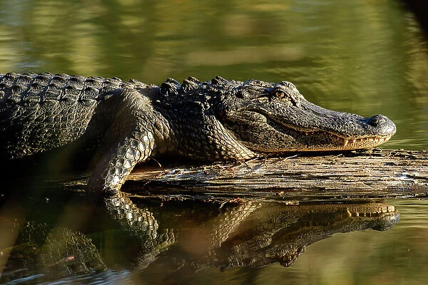USA, Deep South, Louisiana, Lafayette, Lake Martin, Alligator mississippiensis