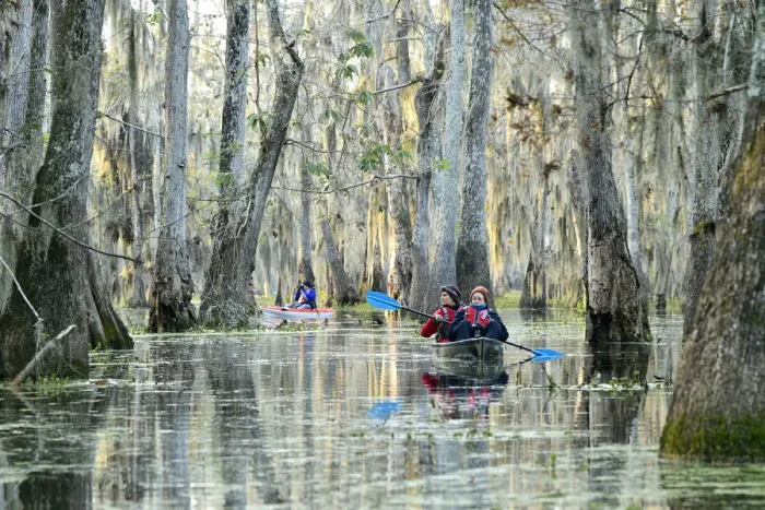 Framed Print : USA; Deep South; Louisiana; St. Martin Parish; Lake Martin Framed Print : USA; Deep South; Louisiana; St. Martin Parish; Lake Martin