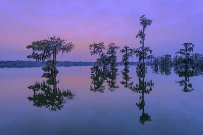 Framed Print : USA, Deep South, Louisiana, St. Martin Parish, Lake Martin Framed Print : USA, Deep South, Louisiana, St. Martin Parish, Lake Martin