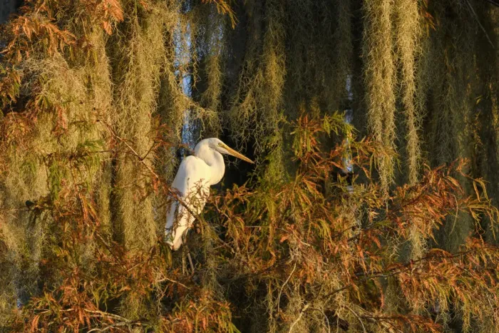 Framed Print : USA; Deep South; Louisiana; St. Martin Parish; Lake Martin; Great egret