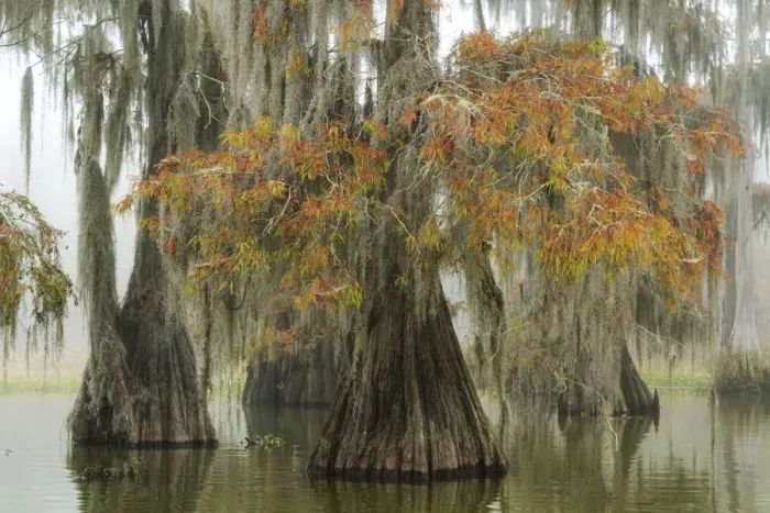 Framed Print : USA, Deep South, Louisiana, St. Martin Parish, Lake Martin