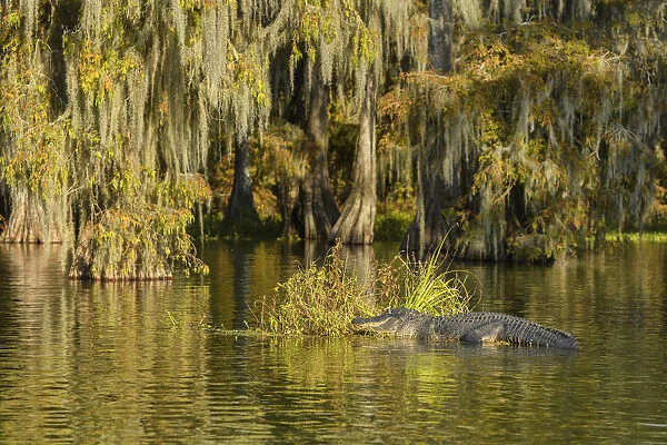 USA; Deep South; Louisiana; St. Martin Parish; Lake Martin; American Alligator