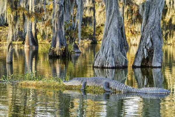 USA, Deep South, Louisiana, St. Martin Parish, Lake Martin, Alligator