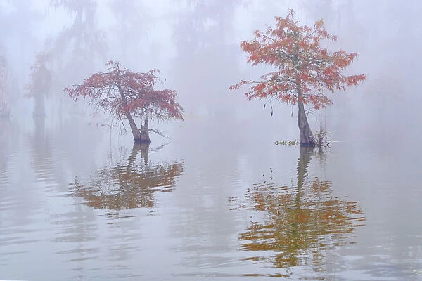 USA; Deep South; Louisiana; St. Martin Parish; Lake Martin; Cypress swamp in autumn