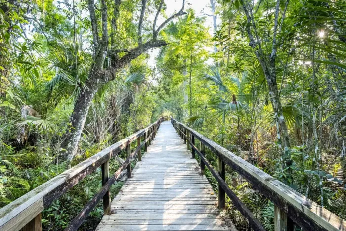 Framed Print : USA, Florida, Big Cypress Bend Boardwalk, Fakahatchee Strand State Preserve, Everglades Framed Print : USA, Florida, Big Cypress Bend Boardwalk, Fakahatchee Strand State Preserve, Everglades
