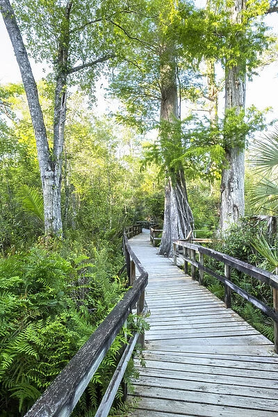 USA, Florida, Big Cypress Bend Boardwalk, Fakahatchee Strand State Preserve, Everglades