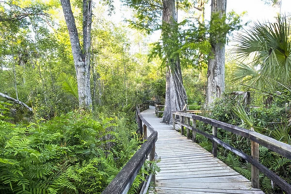 USA, Florida, Big Cypress Bend Boardwalk, Fakahatchee Strand State Preserve, Everglades