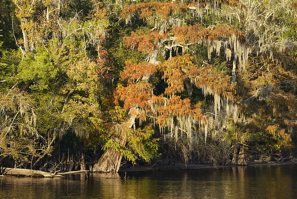 USA, Florida, Dixie County, Suwannee River, Cypress trees in autumn along the river