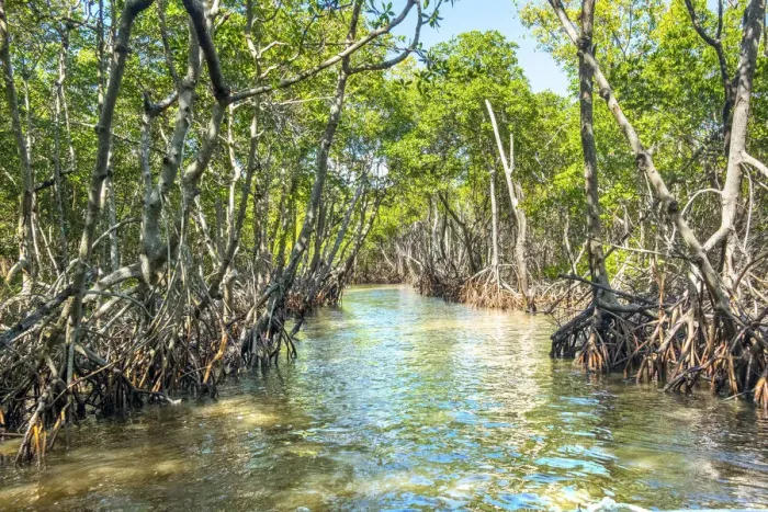 Framed Print : USA, Florida, Everglades City, Everglades, Mangroves, Barron River Framed Print : USA, Florida, Everglades City, Everglades, Mangroves, Barron River