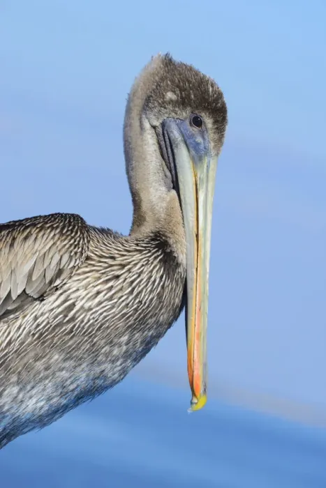 Framed Print : USA, Florida, Levy County, Cedar Key, Brown Pelican, Pelecanus occidentalis Framed Print : USA, Florida, Levy County, Cedar Key, Brown Pelican, Pelecanus occidentalis