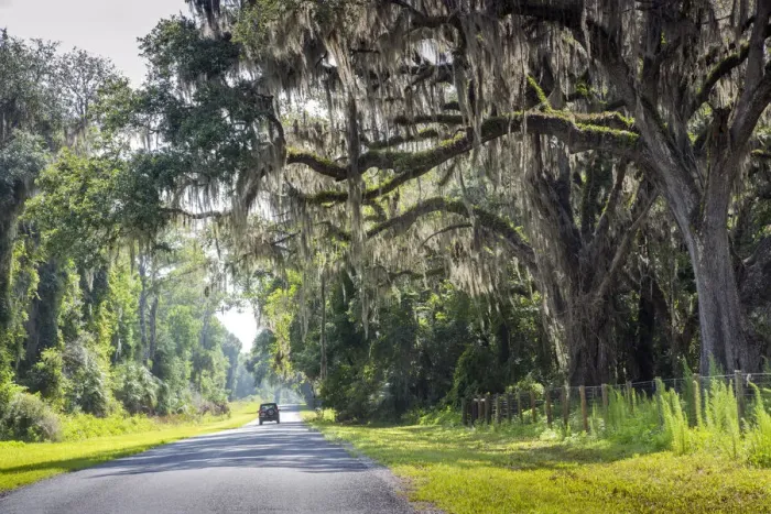 Framed Print : USA, Florida, Micanopy, Alachua County, Country Road, Oak Trees, Spanish Moss Framed Print : USA, Florida, Micanopy, Alachua County, Country Road, Oak Trees, Spanish Moss