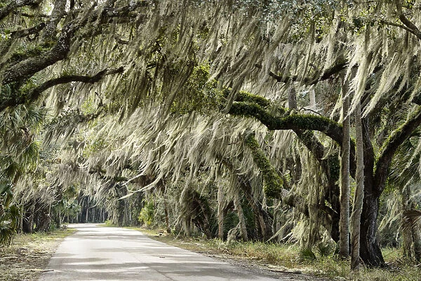 USA, Florida, Myakka River State Park, live oak alley along park road