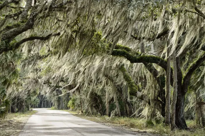 Framed Print : USA, Florida, Myakka River State Park, live oak alley along park road Framed Print : USA, Florida, Myakka River State Park, live oak alley along park road