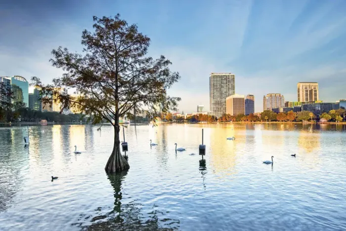 Framed Print : USA, Florida, Orlando, Lake Eola, Lake Eola Park, Swans, Cypress Tree, Downtown Skyline Framed Print : USA, Florida, Orlando, Lake Eola, Lake Eola Park, Swans, Cypress Tree, Downtown Skyline