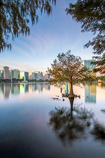 USA, Florida, Orlando, Lake Eola, Lake Eola Park, Cypress Tree, Downtown Skyline