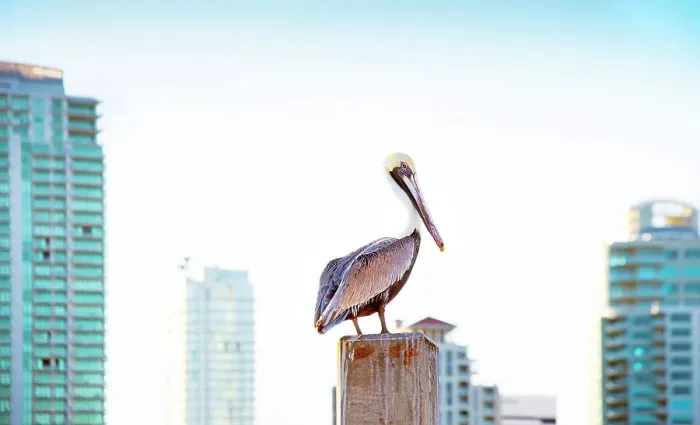 Framed Print : USA, Florida, Saint Petersburg, Pinellas County, Brown Pelican, Downtown Framed Print : USA, Florida, Saint Petersburg, Pinellas County, Brown Pelican, Downtown
