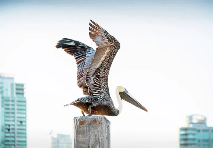 Framed Print : USA, Florida, Saint Petersburg, Pinellas County, Brown Pelican, Taking Off, Downtown Framed Print : USA, Florida, Saint Petersburg, Pinellas County, Brown Pelican, Taking Off, Downtown