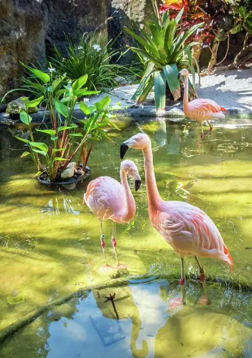 Framed Print : USA, Florida, Saint Petersburg, Pinellas County, Sunken Gardens, Tourist Attraction, Flamingos Framed Print : USA, Florida, Saint Petersburg, Pinellas County, Sunken Gardens, Tourist Attraction, Flamingos