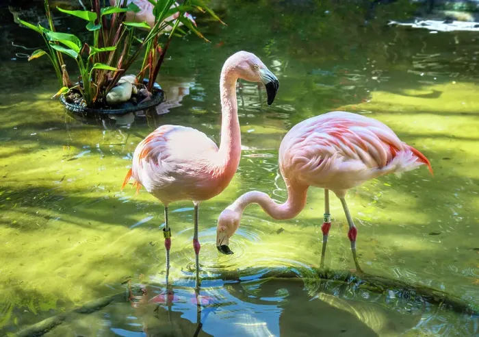 Framed Print : USA, Florida, Saint Petersburg, Pinellas County, Sunken Gardens, Tourist Attraction, Flamingos Framed Print : USA, Florida, Saint Petersburg, Pinellas County, Sunken Gardens, Tourist Attraction, Flamingos