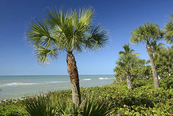 USA, Florida, Sarasota County, Casey Key, gulf coast with palm tree