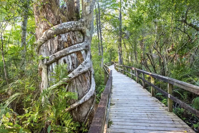 Framed Print : USA, Florida, Strangler Fig Chokes A Tree, Big Cypress Bend Boardwalk Framed Print : USA, Florida, Strangler Fig Chokes A Tree, Big Cypress Bend Boardwalk