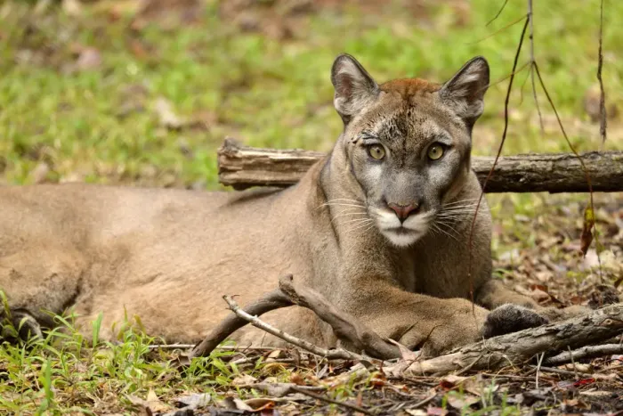 Framed Print : USA, Florida, Tallahassee, Panhandle, Puma concolor coryi, Florida panther in Tallahassee Framed Print : USA, Florida, Tallahassee, Panhandle, Puma concolor coryi, Florida panther in Tallahassee