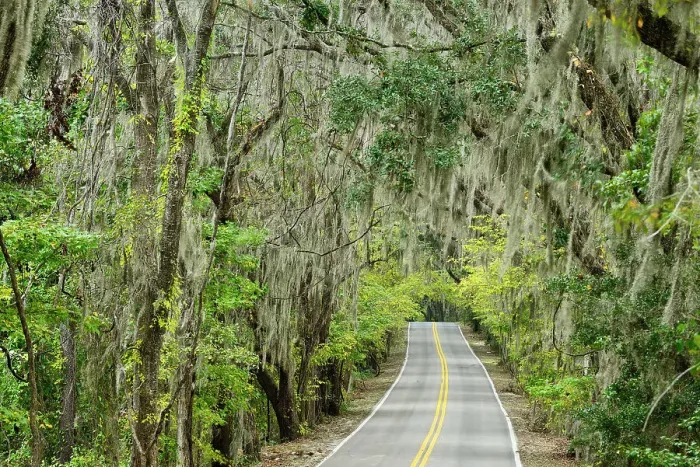 Framed Print : USA, Florida, Tallahassee, Panhandle, canopy road Framed Print : USA, Florida, Tallahassee, Panhandle, canopy road