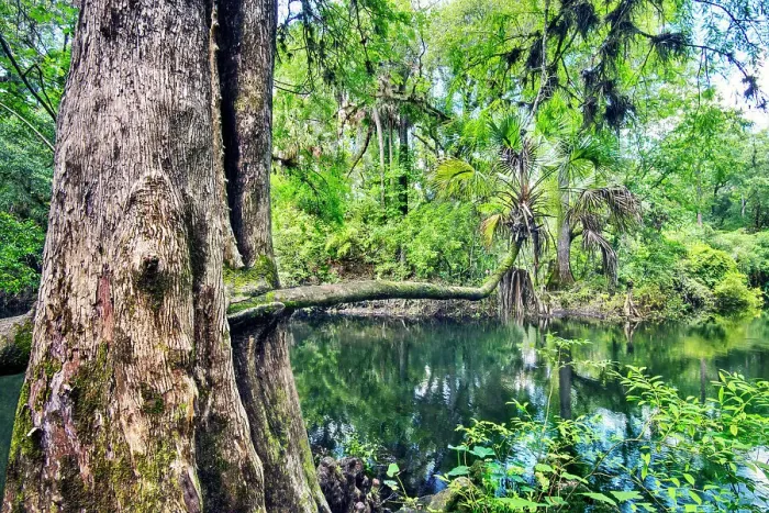 Framed Print : USA, Florida, Tampa, Hillsborough County, Hillsborough River State Park, One Of The Eight Original Florida State Parks Framed Print : USA, Florida, Tampa, Hillsborough County, Hillsborough River State Park, One Of The Eight Original Florida State Parks