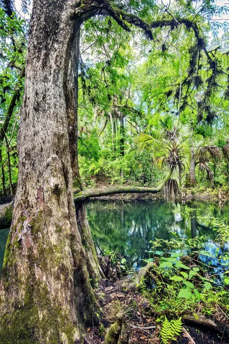 Framed Print : USA, Florida, Tampa, Hillsborough County, Hillsborough River State Park, One Of The Eight Original Florida State Parks Framed Print : USA, Florida, Tampa, Hillsborough County, Hillsborough River State Park, One Of The Eight Original Florida State Parks