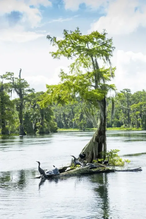 Framed Print : USA, Florida, Wakulla Springs State Park, Wakulla County, Wakulla River, Carries Framed Print : USA, Florida, Wakulla Springs State Park, Wakulla County, Wakulla River, Carries