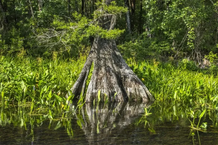 Framed Print : USA, Florida, Wakulla Springs State Park, Wakulla County, Wakulla River, Carries Framed Print : USA, Florida, Wakulla Springs State Park, Wakulla County, Wakulla River, Carries